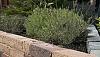 PILESTONE LINE GLORIA 40X15X10CM