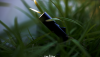 AIM