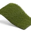 Royal Grass Bloom  4m breed