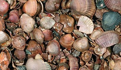 Schelpen (schoongewassen) Pallet (13,5 ltr zak)